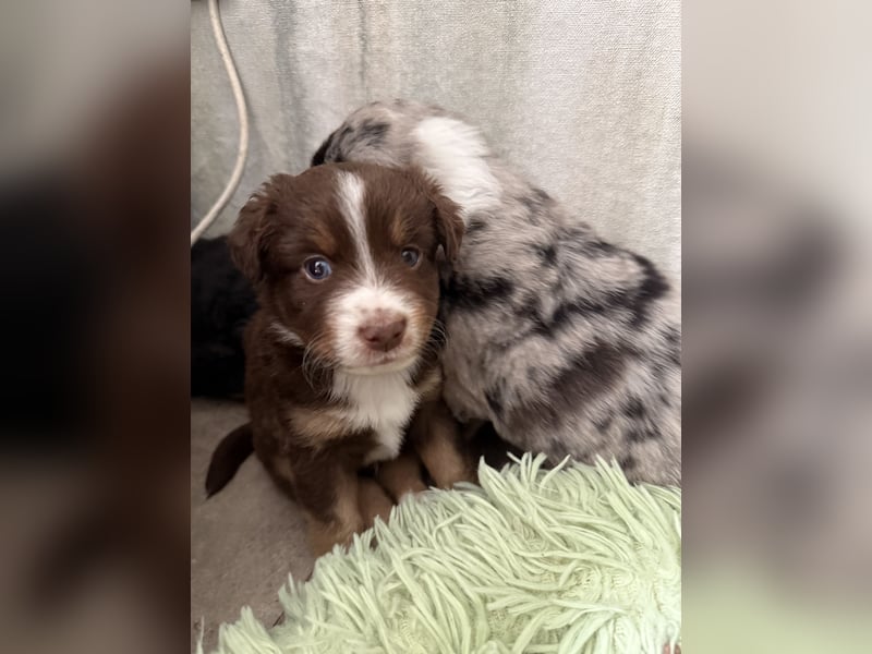 Mini Australien Shepherd Welpen