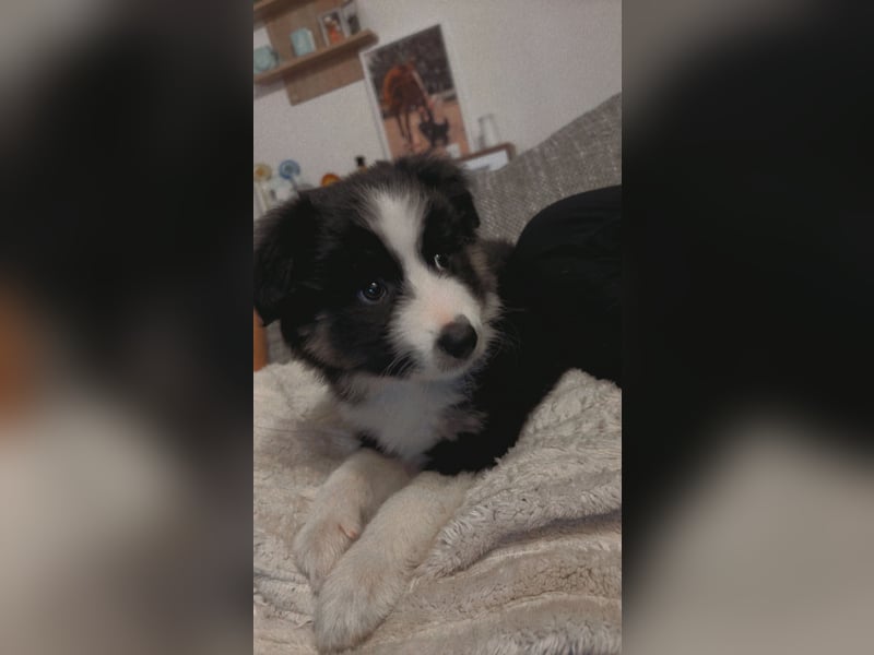 Welpen Mini Australien Shepherd