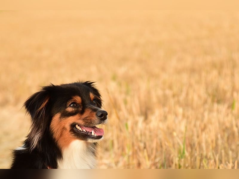 TOY Australian Shepherd Deckrüde