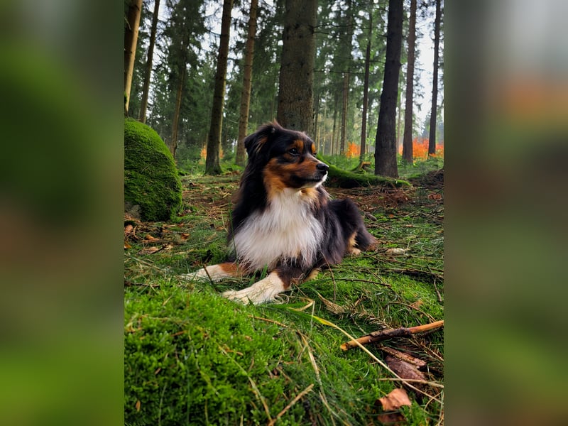 TOY Australian Shepherd Deckrüde
