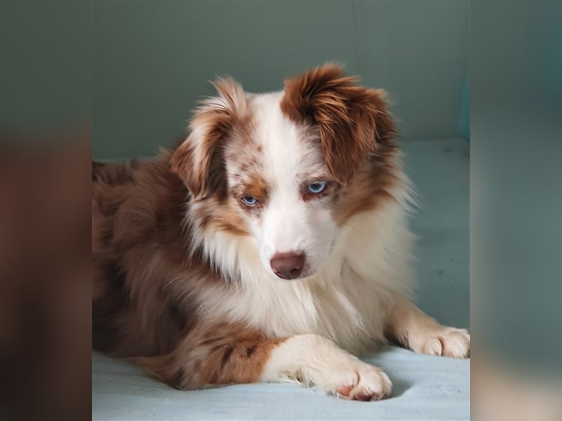 Mini Aussie Deckrüde, 36 cm, red merle, blaue Augen, Toy Australian Shepherd