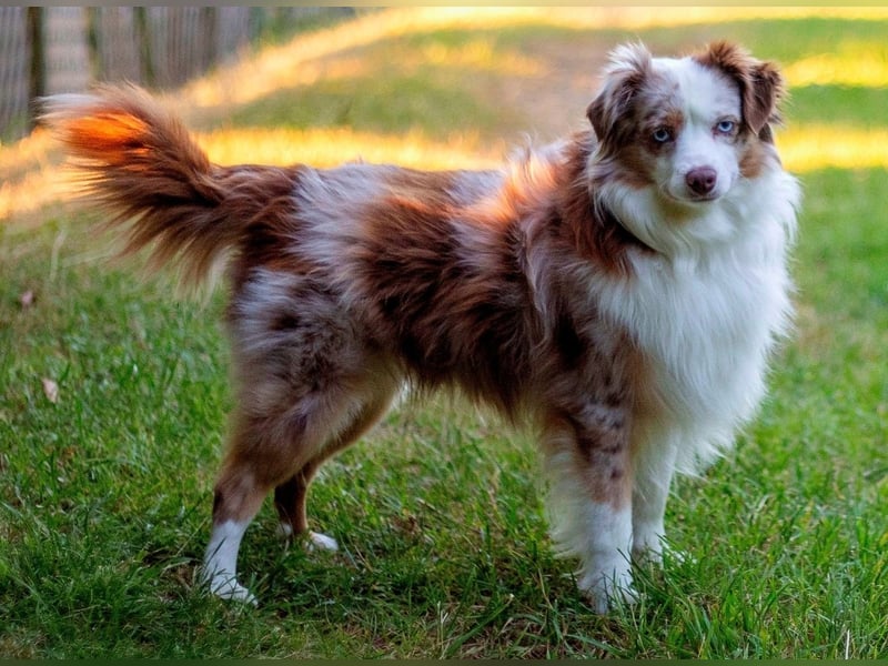 Mini Aussie Deckrüde, 36 cm, red merle, blaue Augen, Toy Australian Shepherd