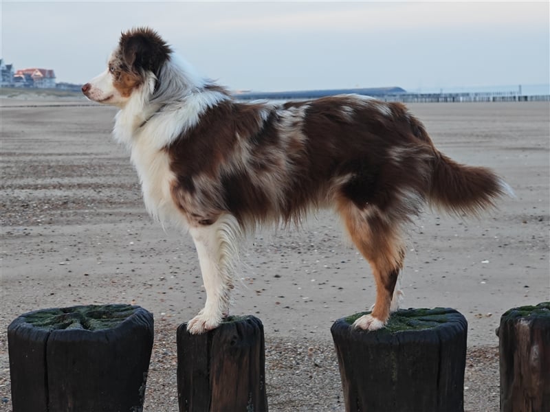 Mini Aussie Deckrüde, 36 cm, red merle, blaue Augen, Toy Australian Shepherd