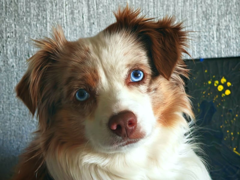 Mini Aussie Deckrüde, 36 cm, red merle, blaue Augen, Toy Australian Shepherd