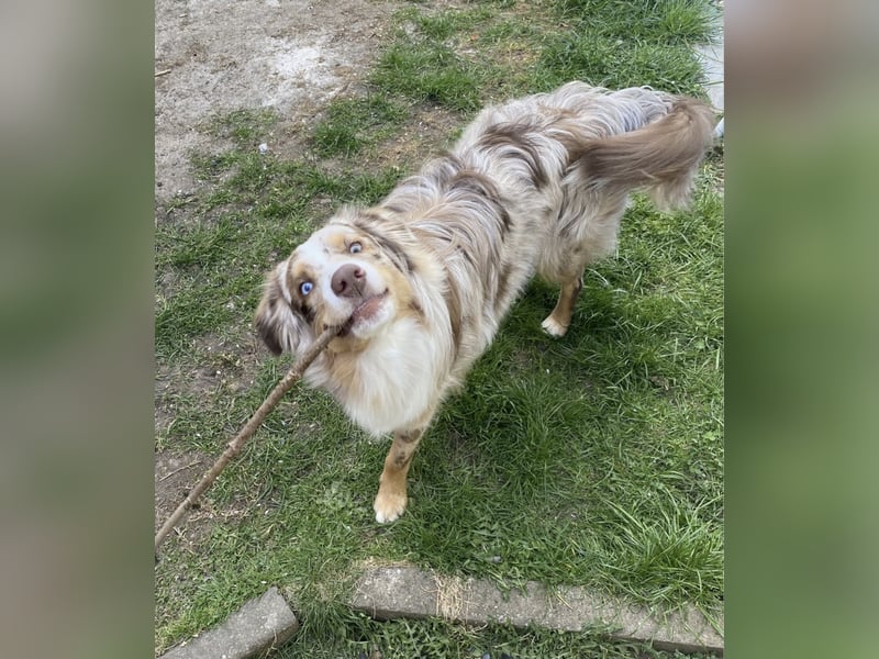 Miniature Australian Shepherd Rüde – 10 Monate jung, sucht liebevolles Zuhause