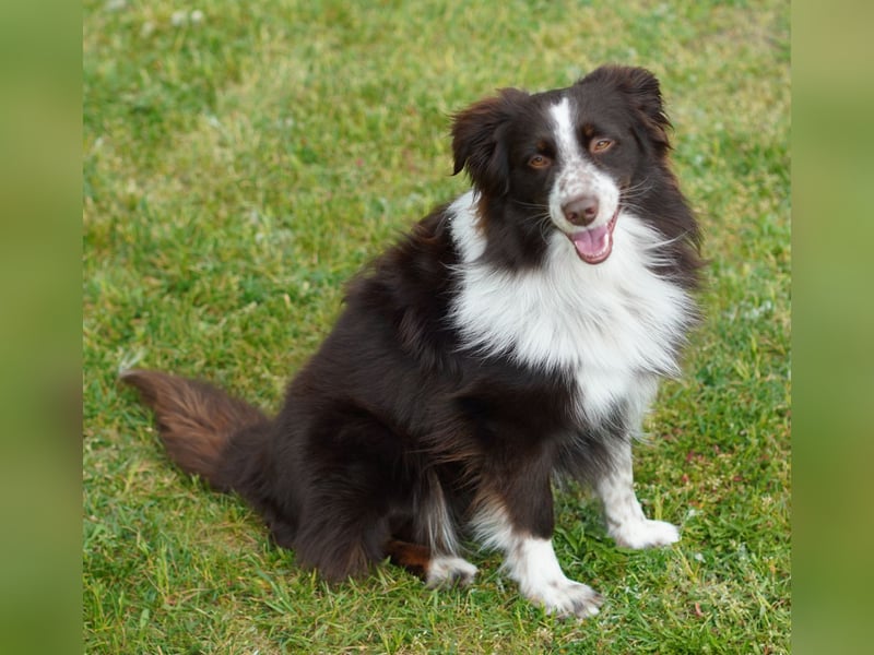 Erstklassiger Deckrüde Mini Australian Shepherd
