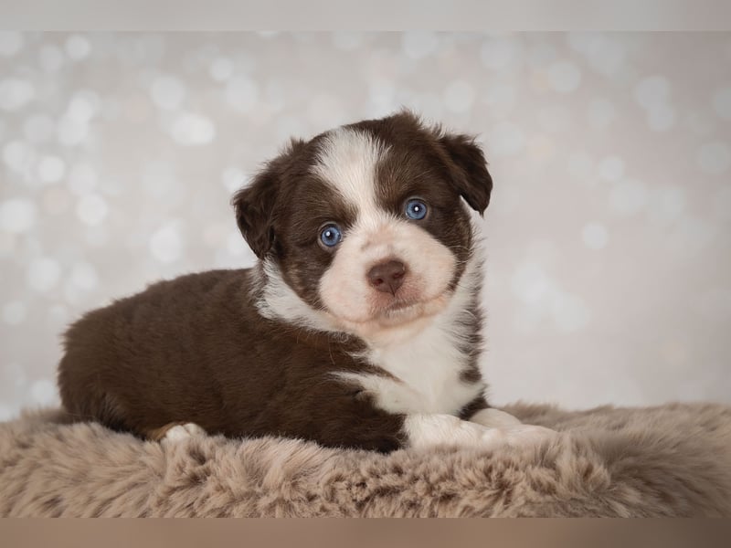 Erstklassiger Deckrüde Mini Australian Shepherd