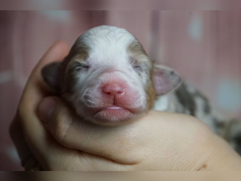 Erstklassiger Deckrüde Mini Australian Shepherd