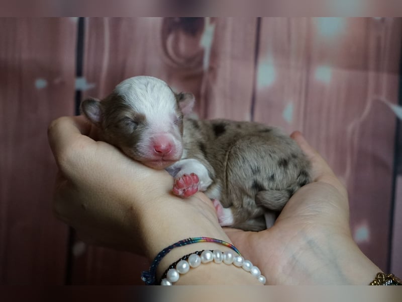 Erstklassiger Deckrüde Mini Australian Shepherd
