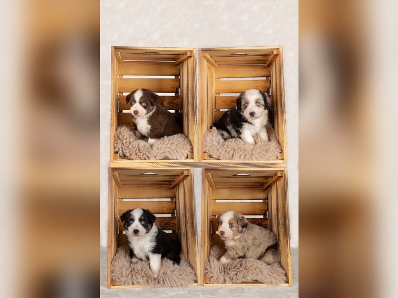 Erstklassiger Deckrüde Mini Australian Shepherd