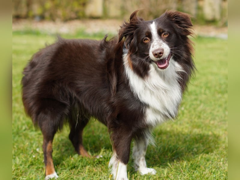 Erstklassiger Deckrüde Mini Australian Shepherd