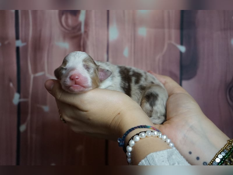 Erstklassiger Deckrüde Mini Australian Shepherd