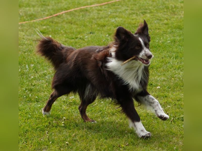 Erstklassiger Deckrüde Mini Australian Shepherd