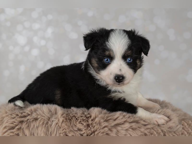 Erstklassiger Deckrüde Mini Australian Shepherd