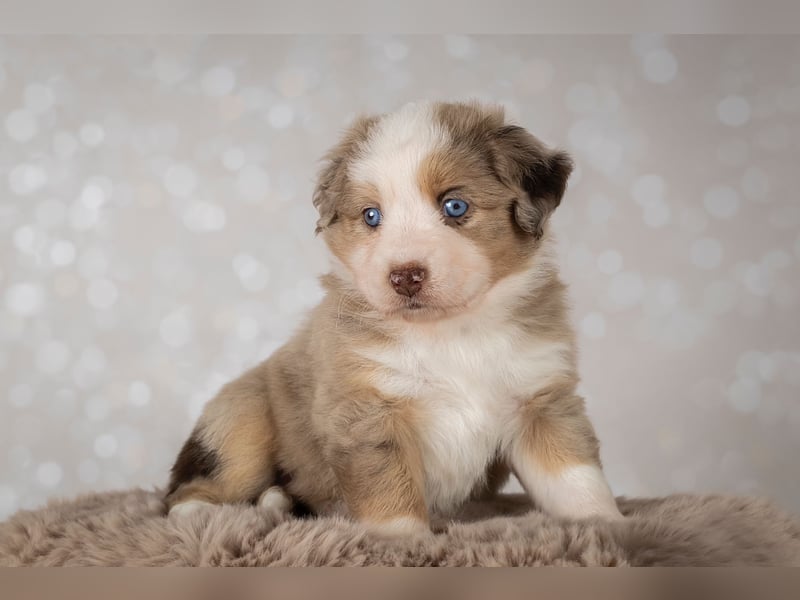 Erstklassiger Deckrüde Mini Australian Shepherd
