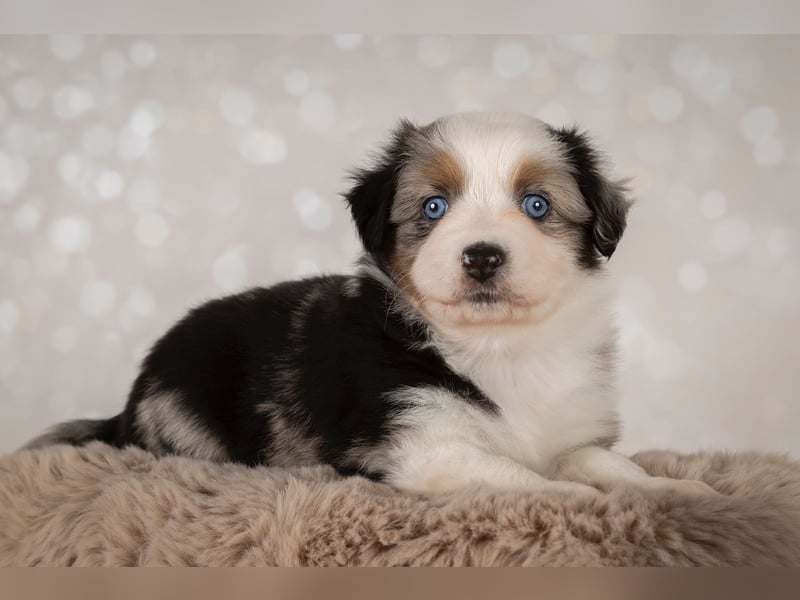 Erstklassiger Deckrüde Mini Australian Shepherd