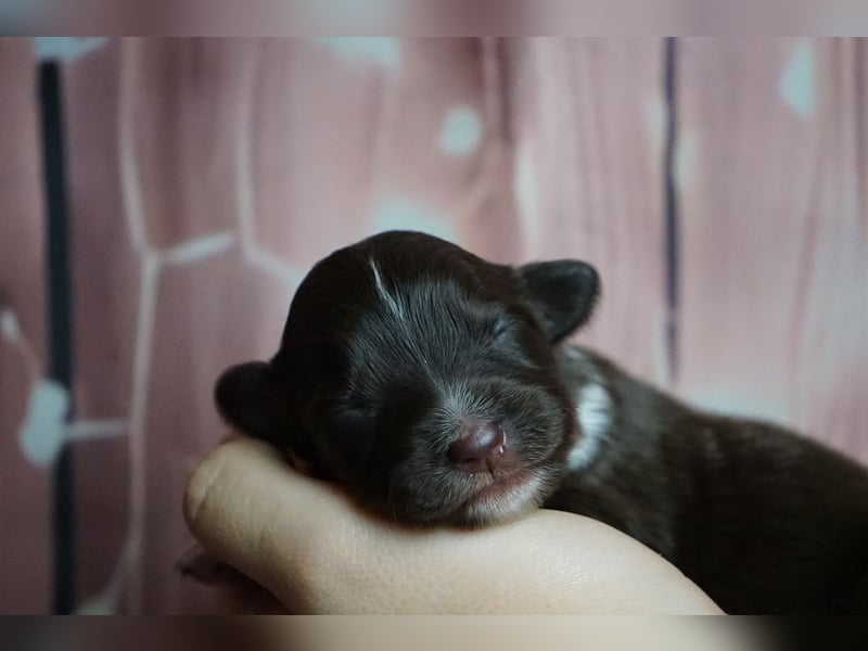 Erstklassiger Deckrüde Mini Australian Shepherd