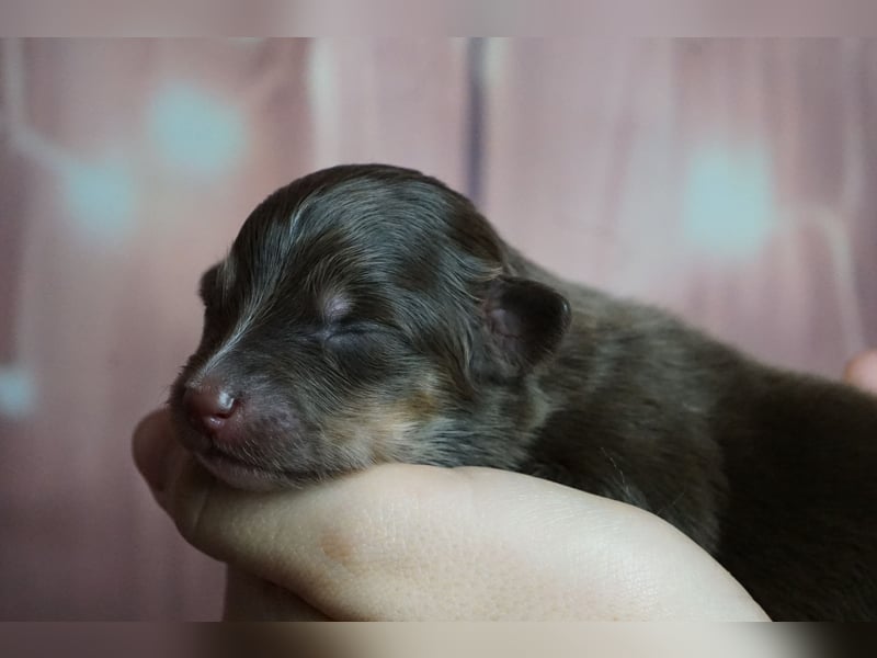 Erstklassiger Deckrüde Mini Australian Shepherd