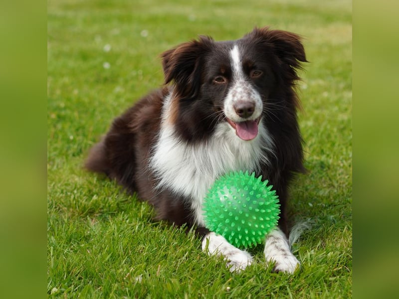 Erstklassiger Deckrüde Mini Australian Shepherd
