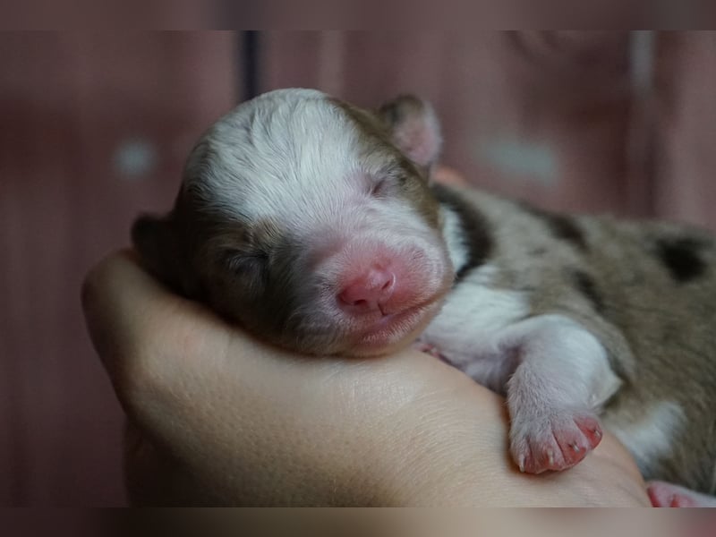 Erstklassiger Deckrüde Mini Australian Shepherd