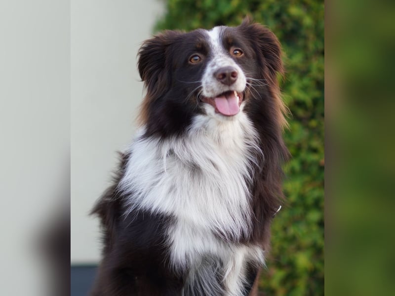 Erstklassiger Deckrüde Mini Australian Shepherd