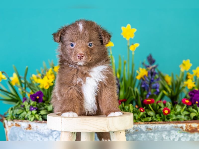 Kleinbleibende Miniature Australian Shepherd Welpen