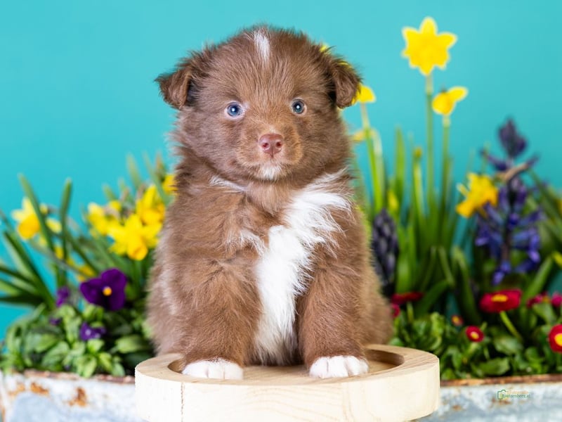 Kleinbleibende Miniature Australian Shepherd Welpen
