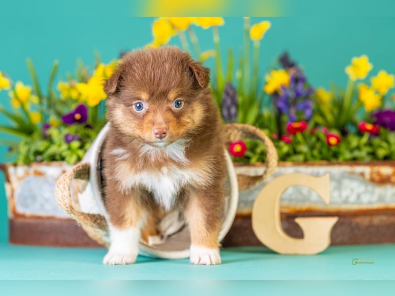 Kleinbleibende Miniature Australian Shepherd Welpen