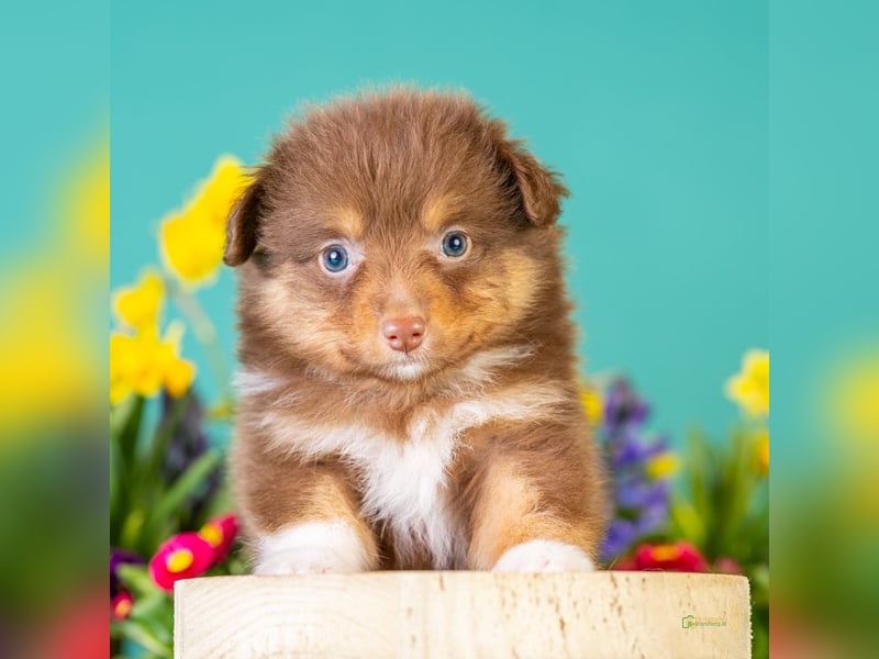 Kleinbleibende Miniature Australian Shepherd Welpen
