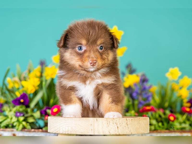 Kleinbleibende Miniature Australian Shepherd Welpen