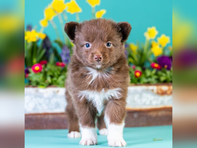 Kleinbleibende Miniature Australian Shepherd Welpen