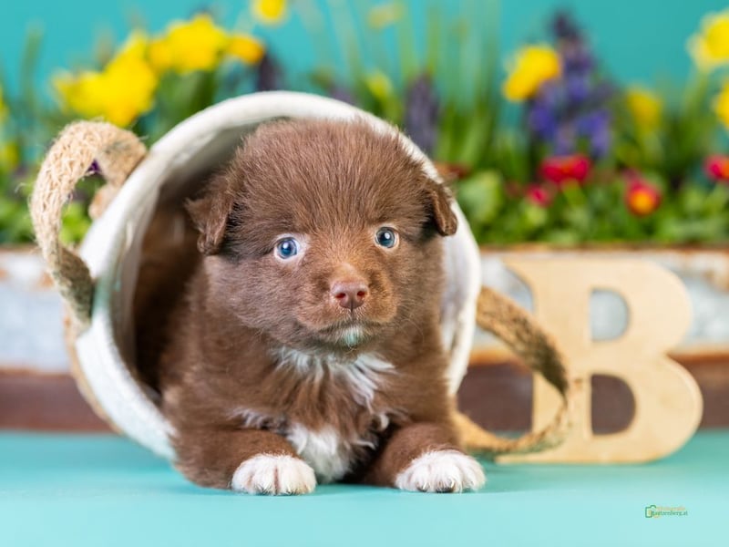 Kleinbleibende Miniature Australian Shepherd Welpen