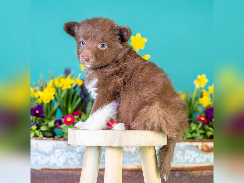 Kleinbleibende Miniature Australian Shepherd Welpen