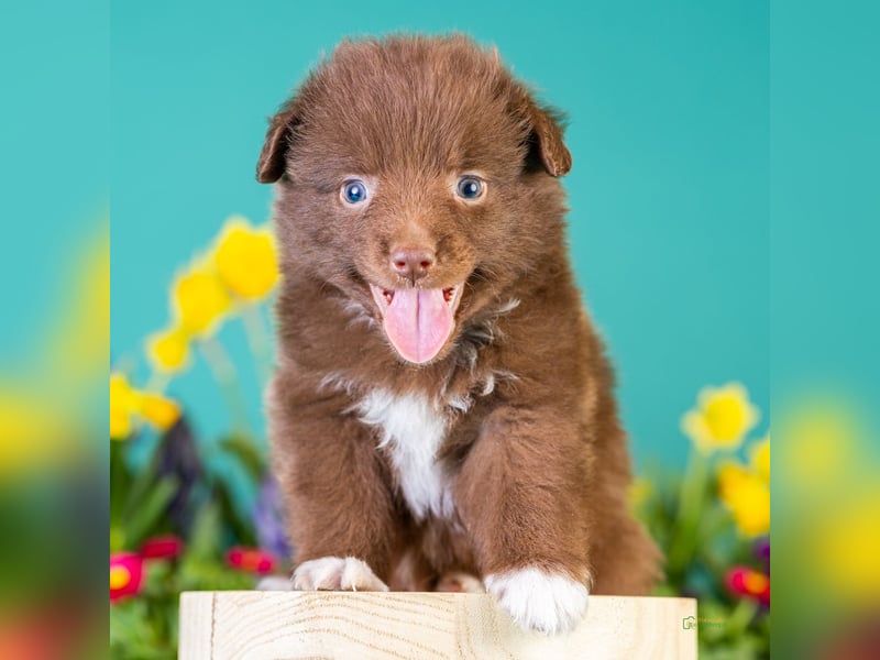 Kleinbleibende Miniature Australian Shepherd Welpen