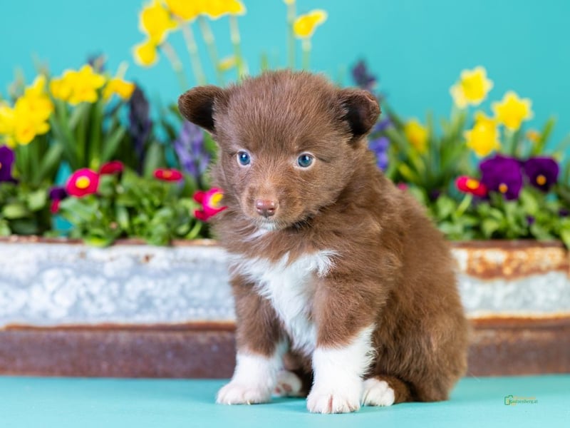 Kleinbleibende Miniature Australian Shepherd Welpen