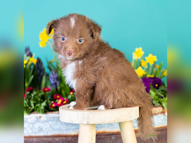 Kleinbleibende Miniature Australian Shepherd Welpen