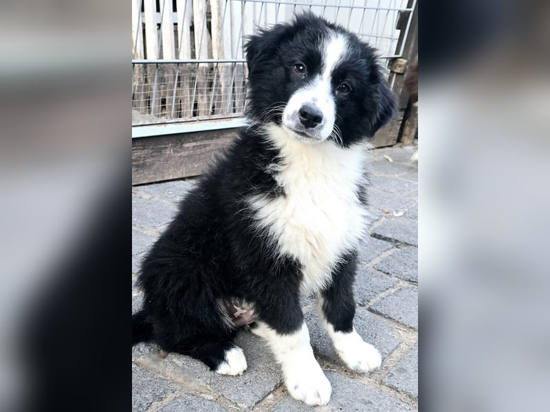 Miniature Australian Shepherd ASDR Papiere