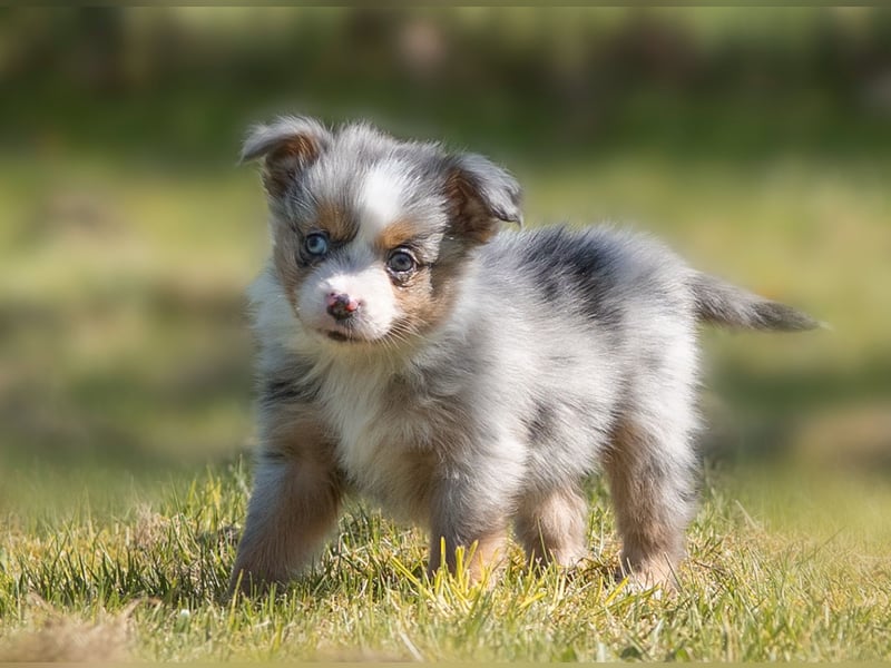Toy Aussie & Mini Aussie Welpen (Miniature American Shepherd) tolle Familien und Sporthunde