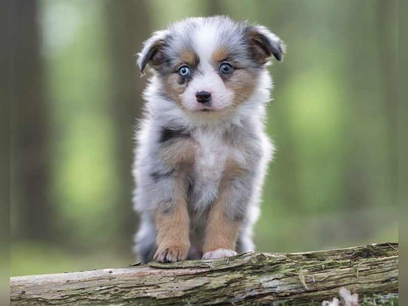 Toy Aussie & Mini Aussie Welpen (Miniature American Shepherd) tolle Familien und Sporthunde