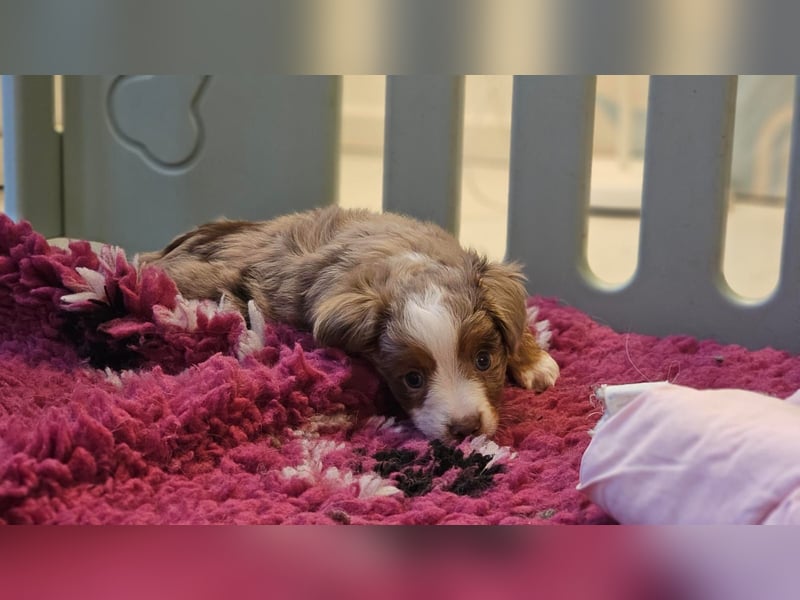Toy/ Mini Australian Shepherd