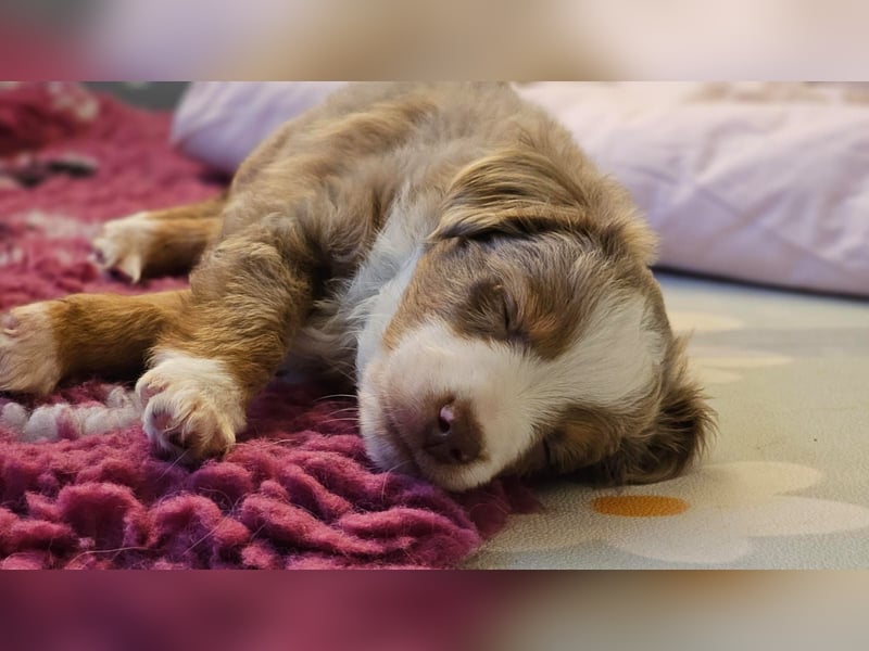 Toy/ Mini Australian Shepherd