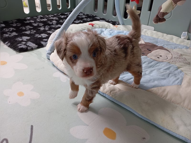 Toy/ Mini Australian Shepherd