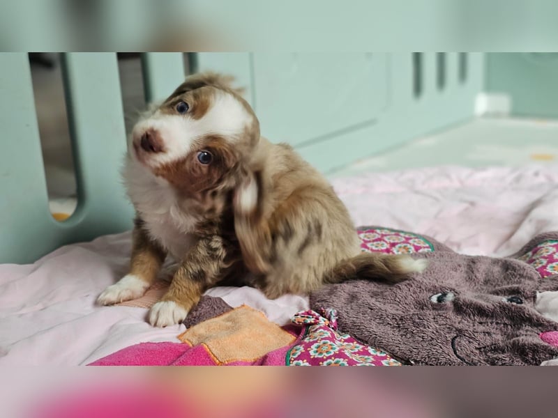 Toy/ Mini Australian Shepherd