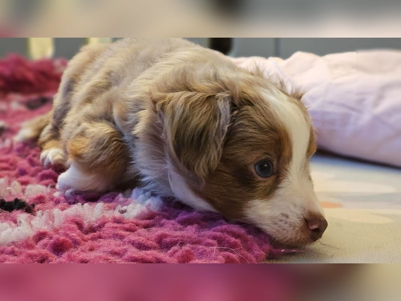 Toy/ Mini Australian Shepherd
