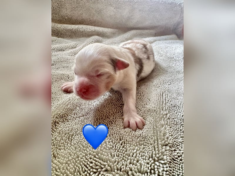Mini/Miniature Australian Shepherd Welpen mit Papiere
