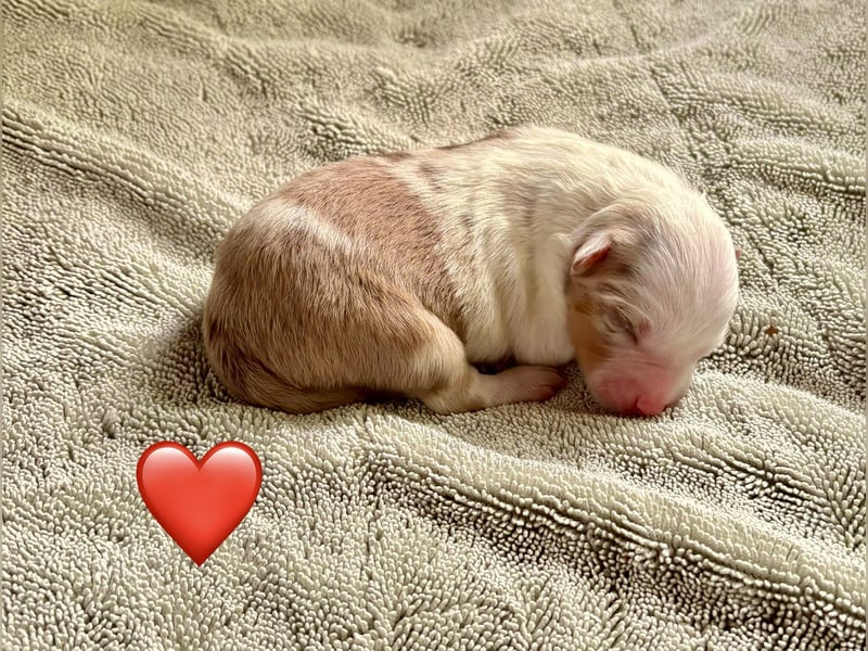 Mini/Miniature Australian Shepherd Welpen mit Papiere