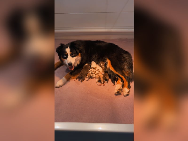 Mini/Miniature Australian Shepherd Welpen mit Papiere