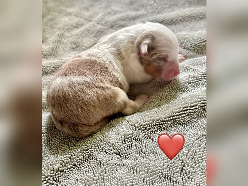 Mini/Miniature Australian Shepherd Welpen mit Papiere