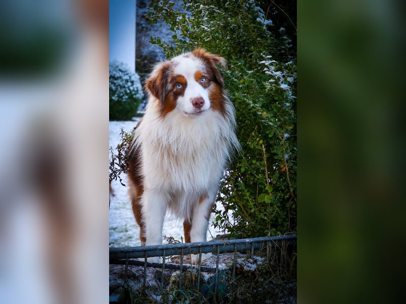 Mini/Miniature Australian Shepherd Welpen mit Papiere