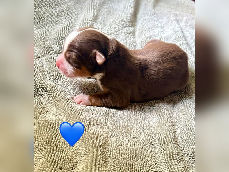 Mini/Miniature Australian Shepherd Welpen mit Papiere